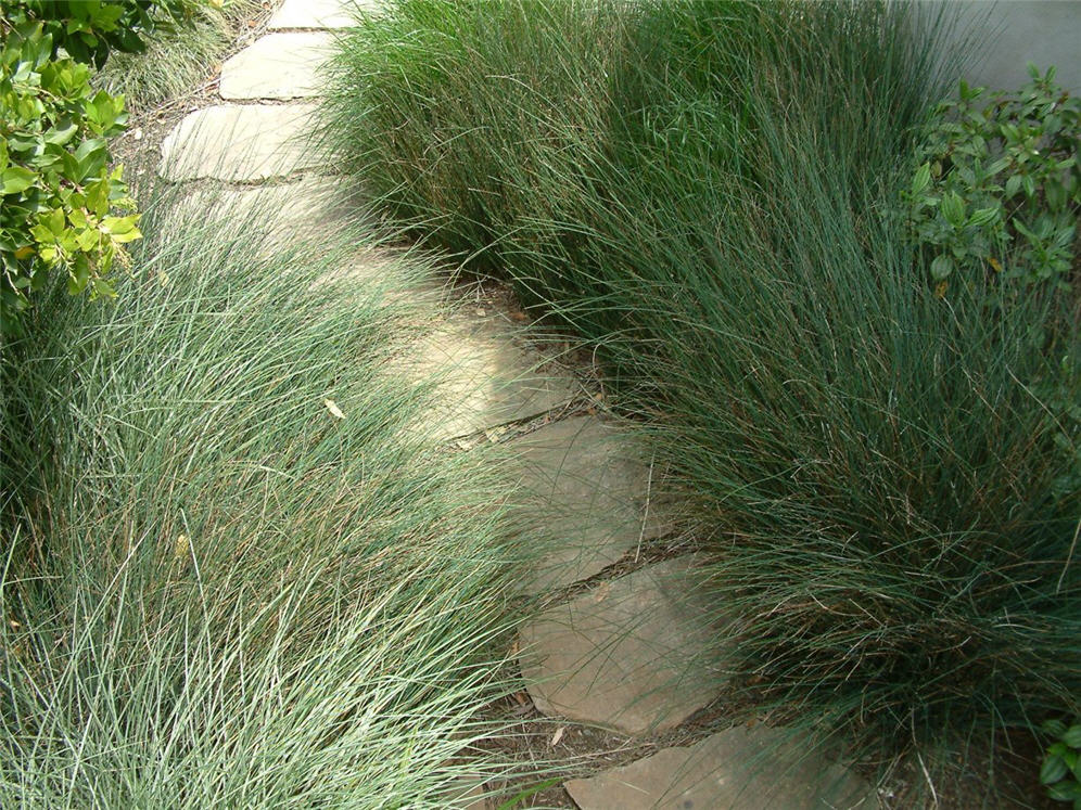 Grasses and Steps at Cornflora