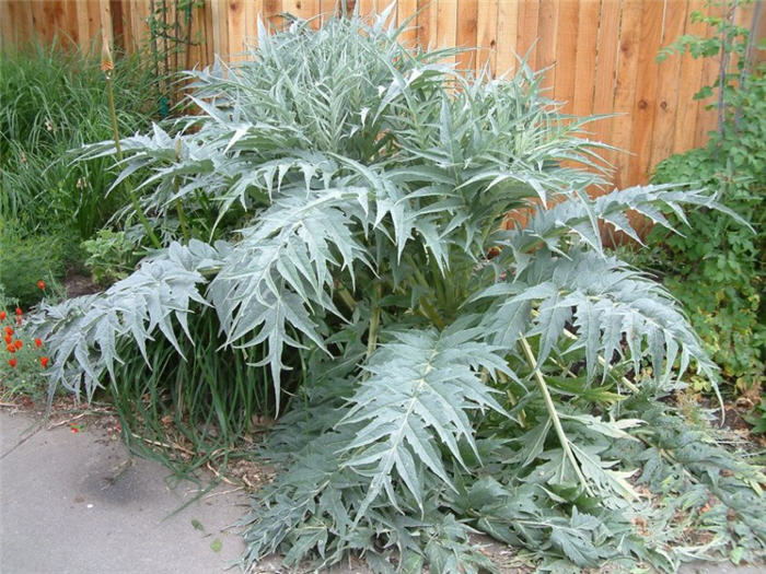 Plant photo of: Cynara scolymus
