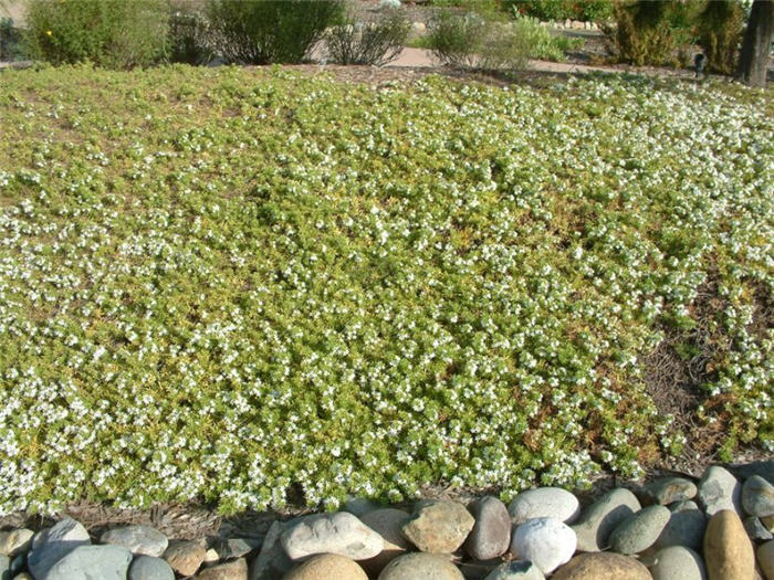 Myoporum parvifolium