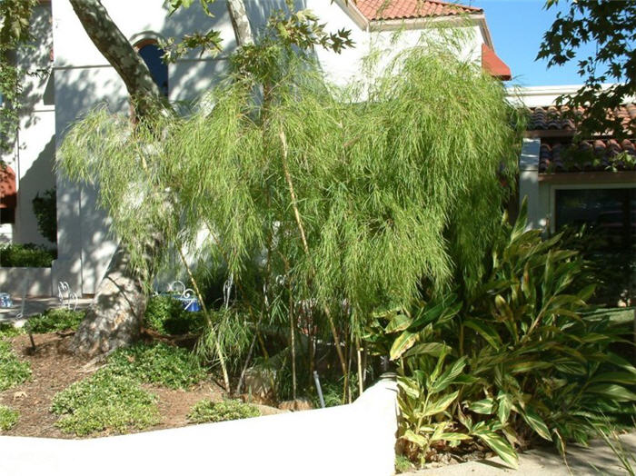 Mexican Weeping Bamboo