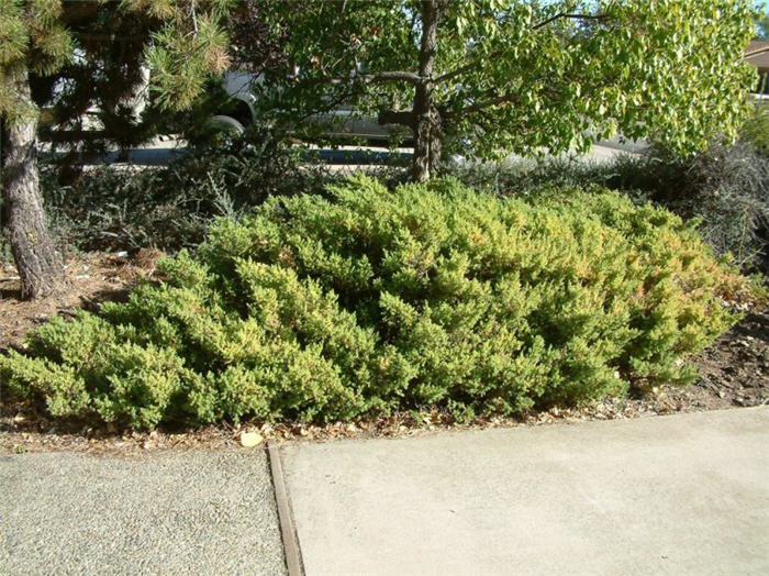 Plant photo of: Juniperus chinensis sargentii