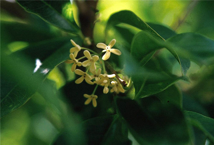 Plant photo of: Osmanthus fragrans