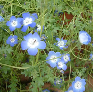 Blue Flowering Plants