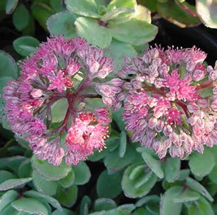 Pink Flowering Plants