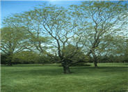 Goldenrain Tree, Varnish Tree