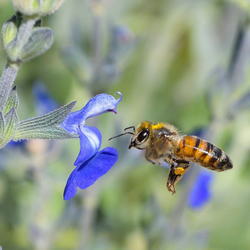 Bee and Flower