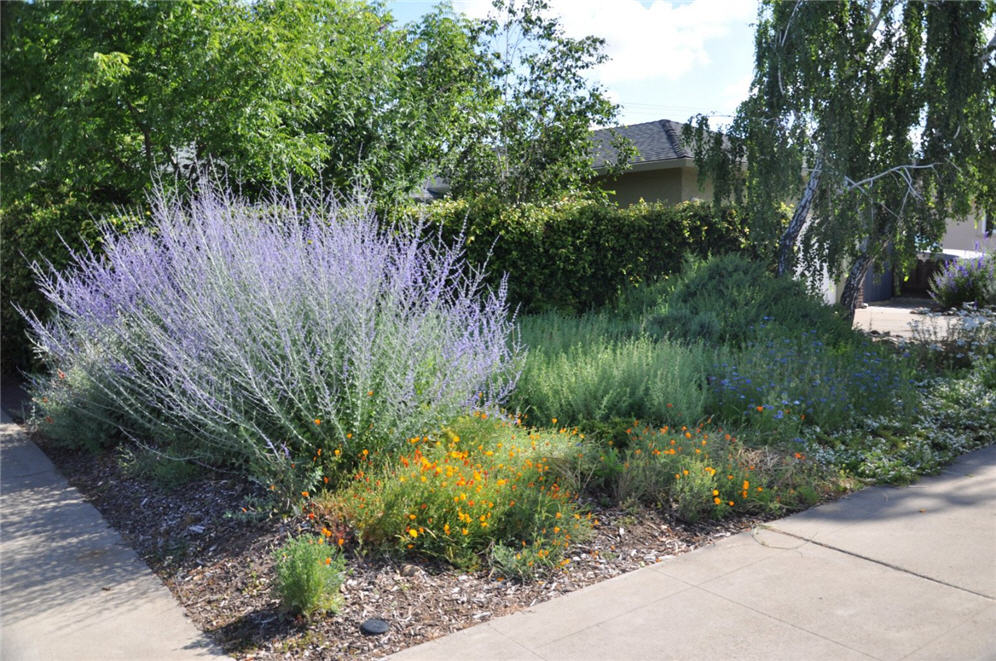 Lodi Cottage Garden 1