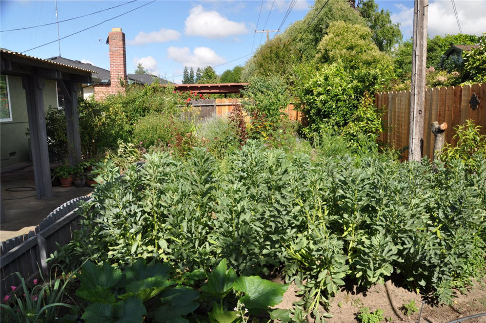 Lodi Cottage Garden 4
