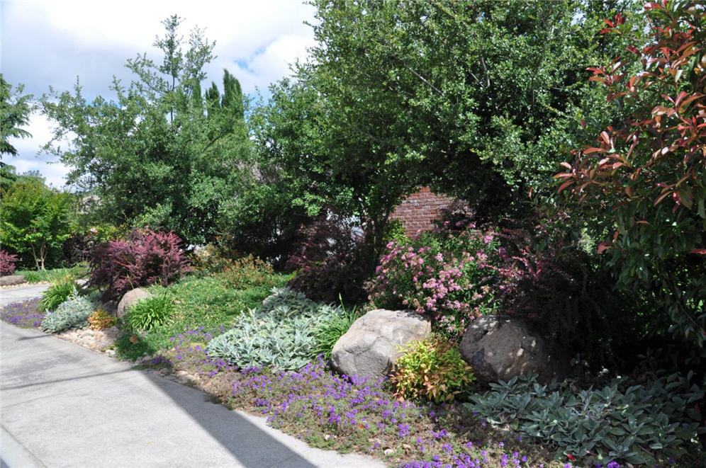 Shrub Borders