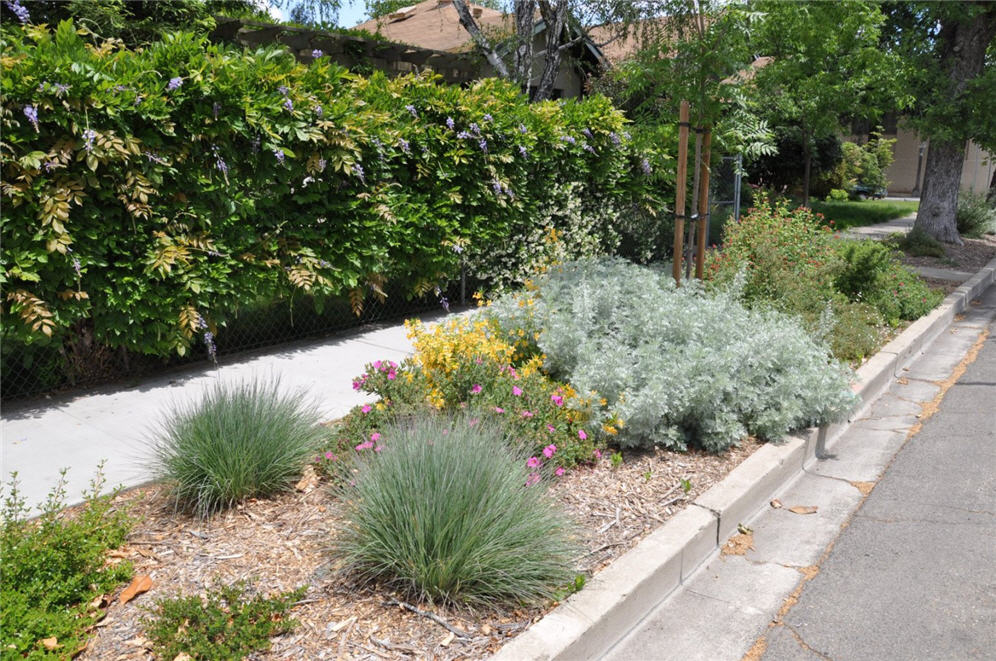 Parking Strip Lodi Corner Garden One