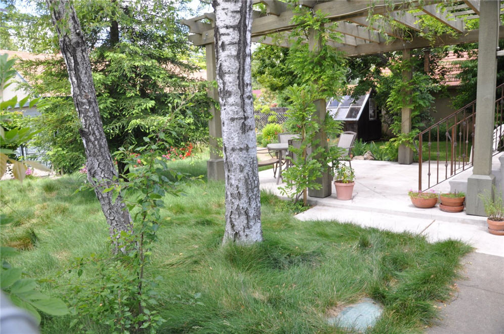 Corner Garden Back Yard Meadow Two