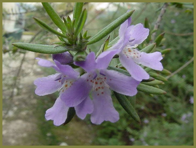 Wynyabbie Gem Westringia