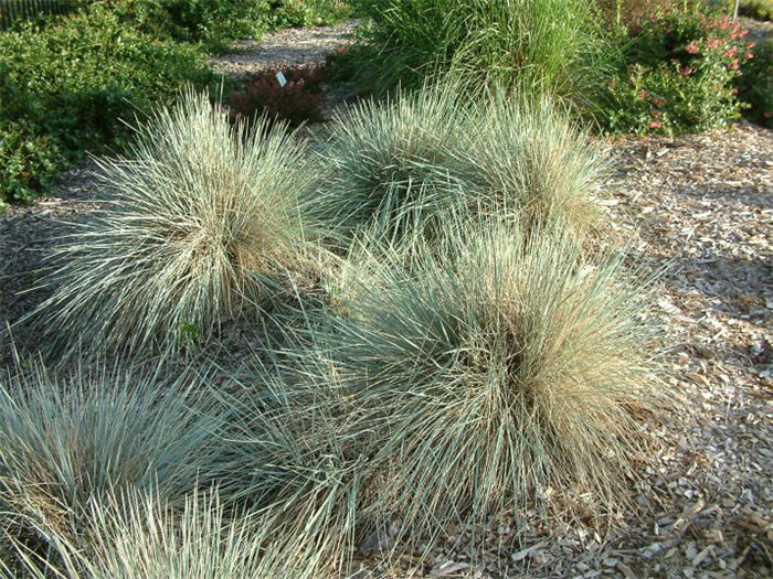Plant photo of: Helictotrichon sempervirens