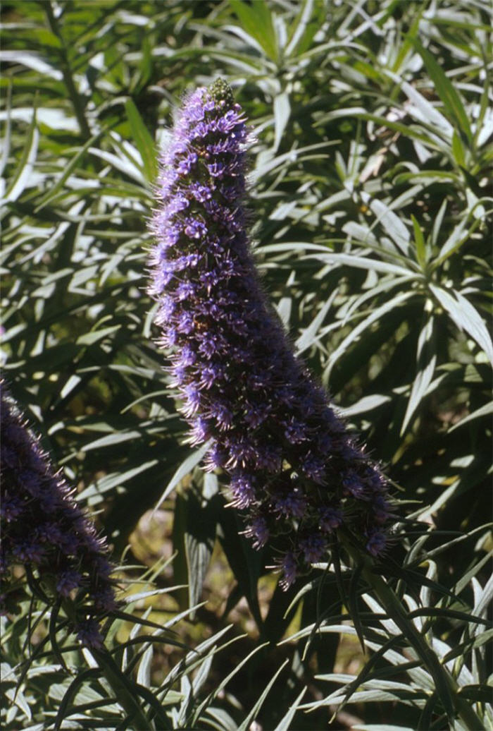 Plant photo of: Echium candicans