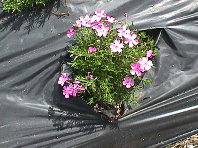 Phlox subulata 'Emerald Pink'