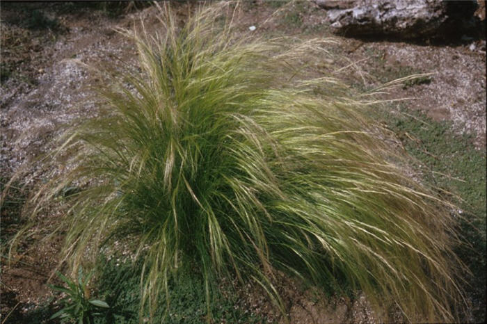 Mexican Feather Grass