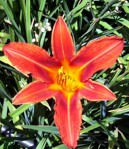 Hemerocallis 'Tiny Pumpkin'