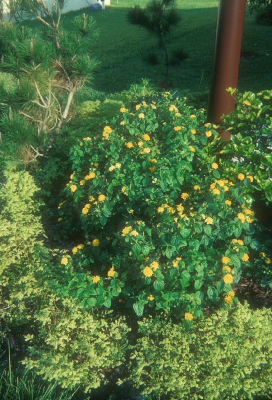 Lemon Swirl Lantana