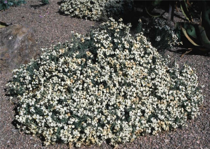 Desert Zinnia