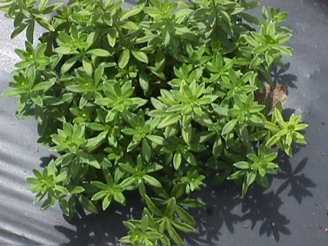 Sweet Woodruff