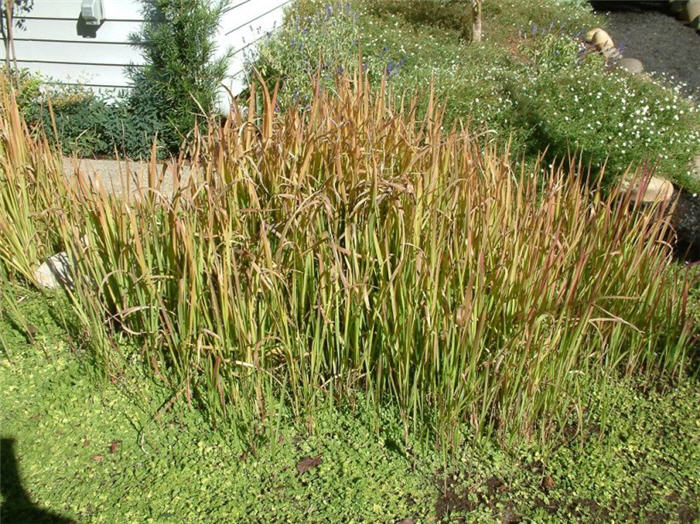 Imperata cylindrica 'Rubra'