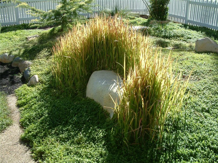Plant photo of: Imperata cylindrica 'Rubra'