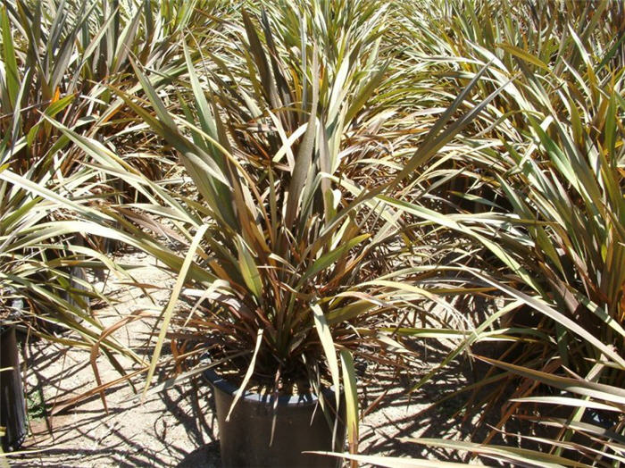 Phormium tenax 'Rubrum'