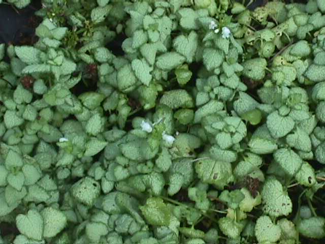 Spotted Nettle, Dead Nettle