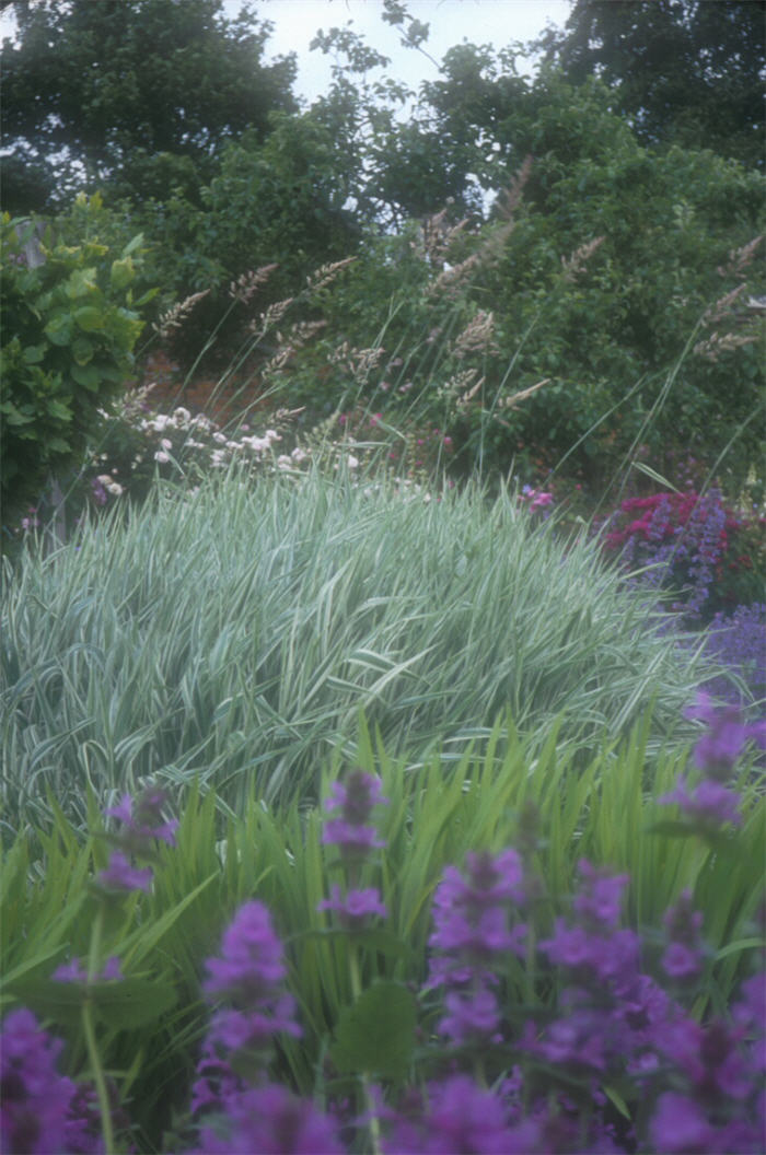 Phalaris arundinacea 'Picta'