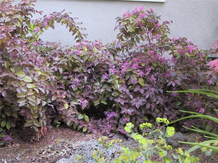 Loropetalum chinense v. rubrum