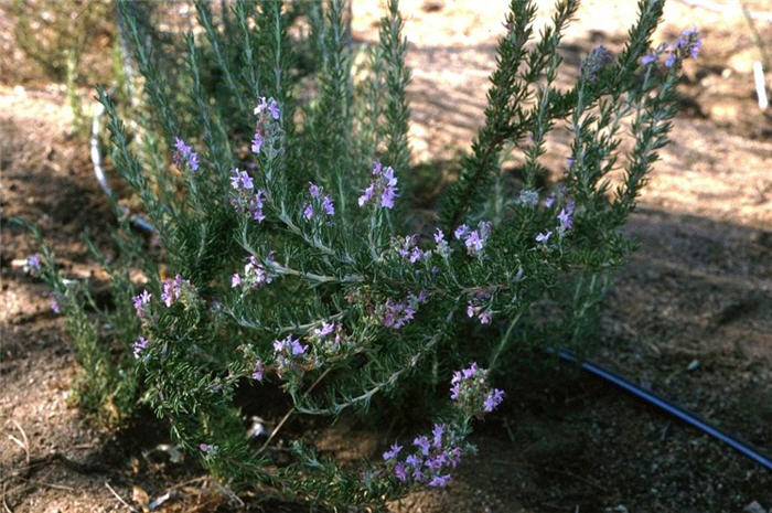 Plant photo of: Rosmarinus officinalis 'Majorca  Pink'