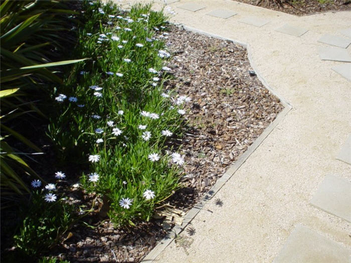 Plant photo of: Osteospermum fruticosum 'White'