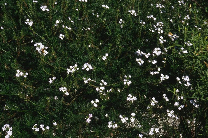 White Peruvian Verbena