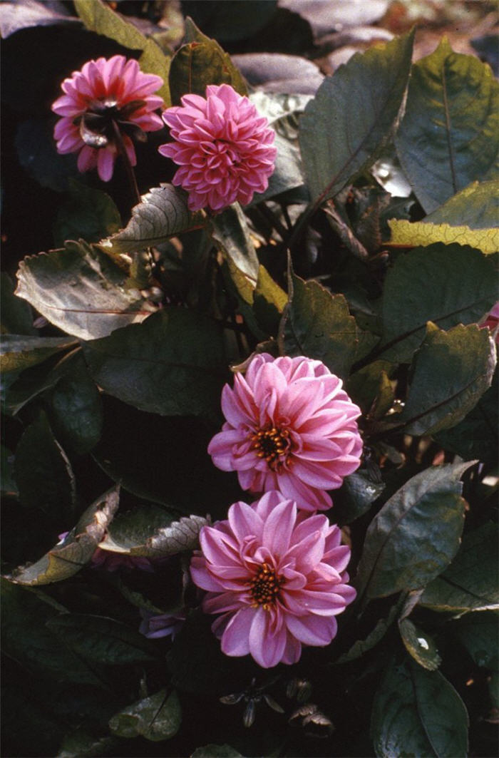 Dahlia hybrids