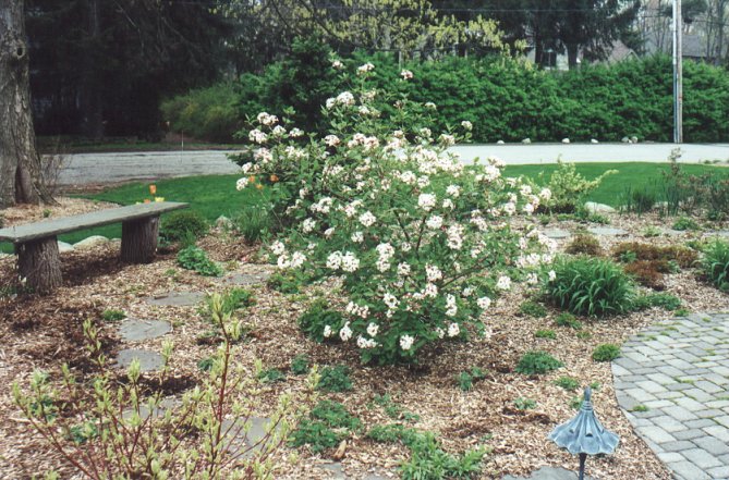 Viburnum X burkwoodii 'Anne Russell'