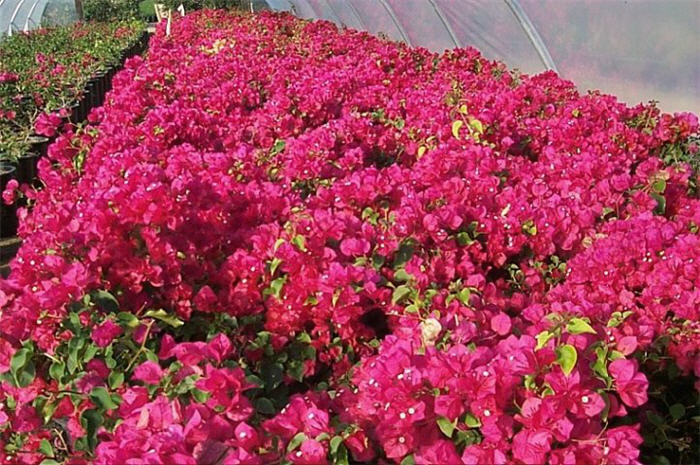 Bougainvillea 'Barbara Karst'