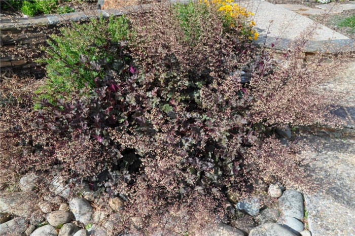 Plant photo of: Heuchera 'Palace Purple'