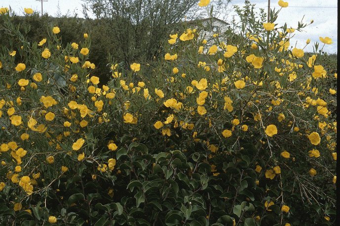 Bush Poppy