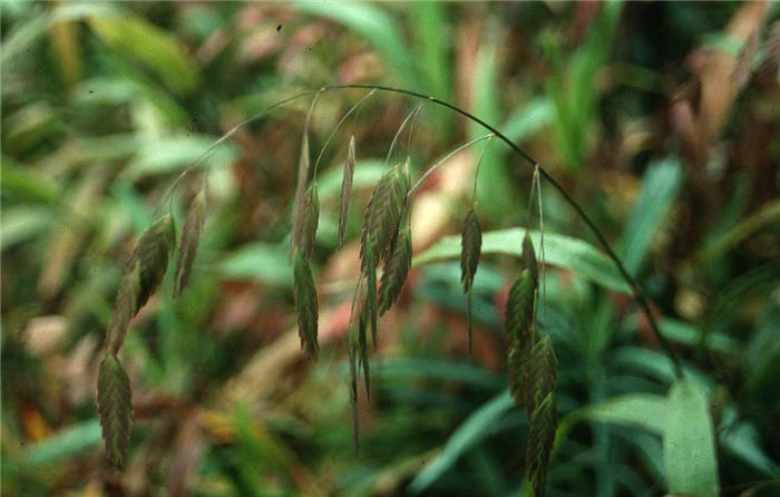 Chasmanthium latifolium