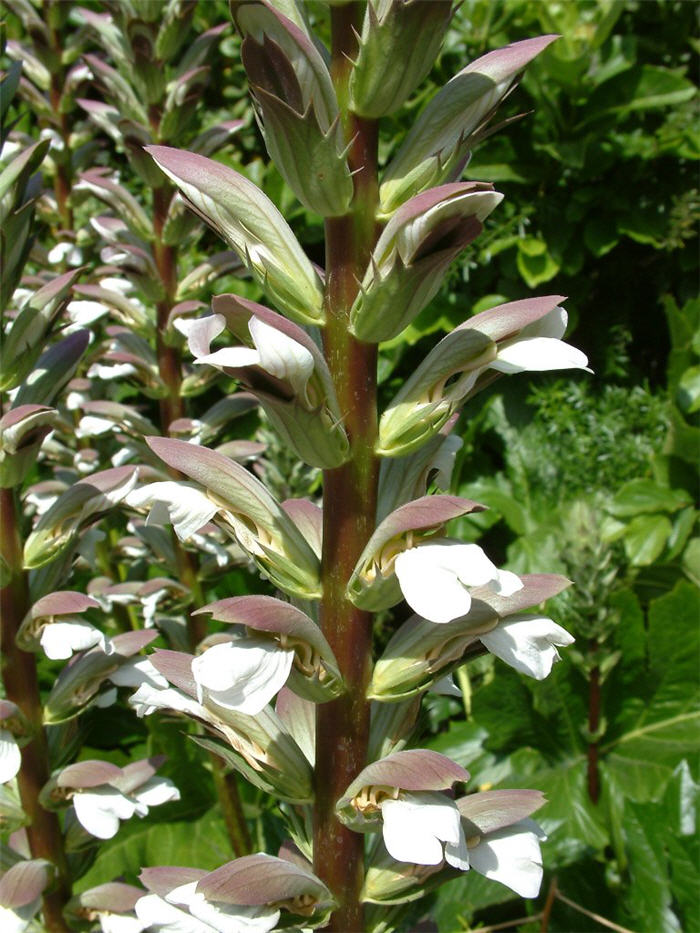 Acanthus, Bear's Breech