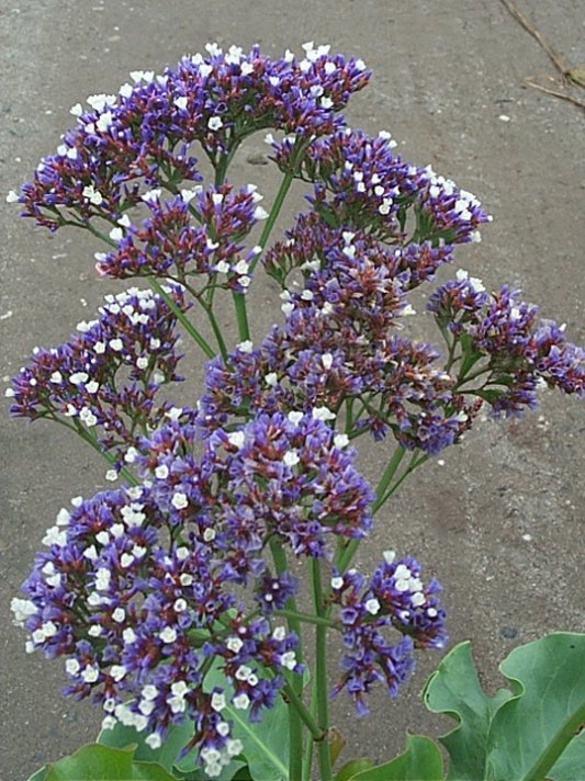 Plant photo of: Limonium perezii