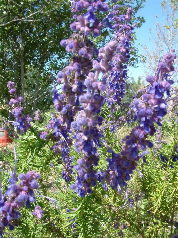 Plant photo of: Trichostema lanatum