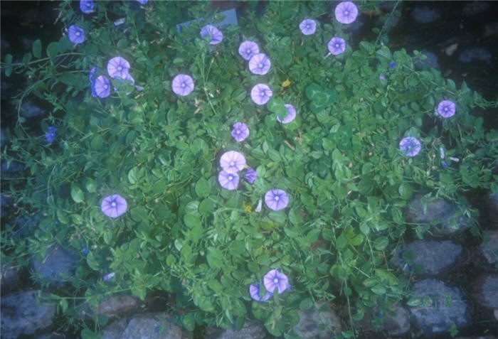 Plant photo of: Convolvulus sabatius