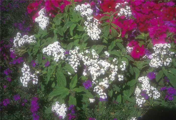 Plant photo of: Heliotropium arborescens