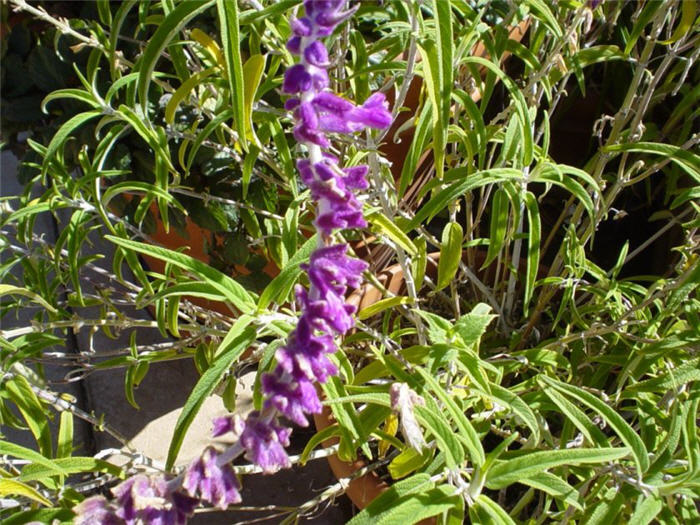 Plant photo of: Salvia leucantha