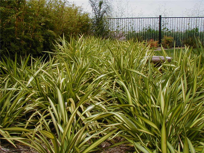 Phormium 'Yellow Wave'