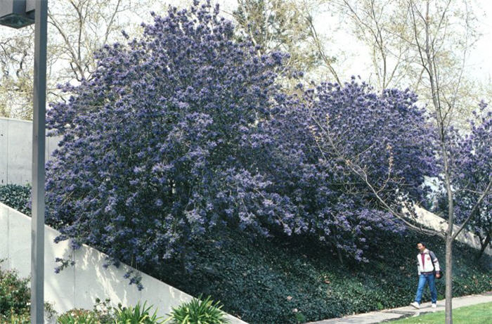 Plant photo of: Ceanothus 'Ray Hartman'