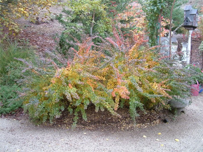 Berberis thunbergii