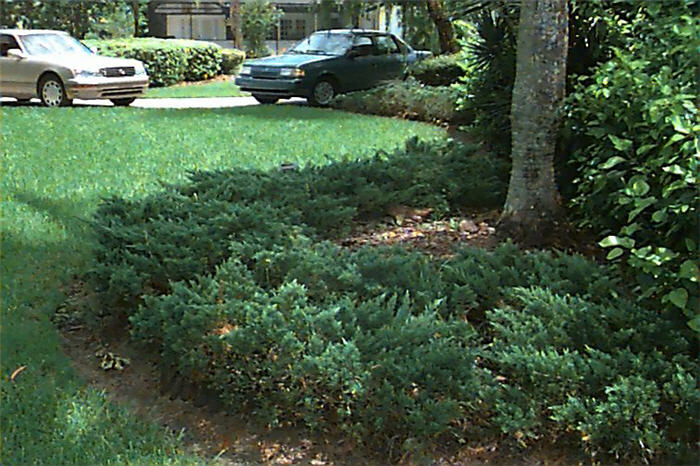 Parsons Ground Cover Juniper