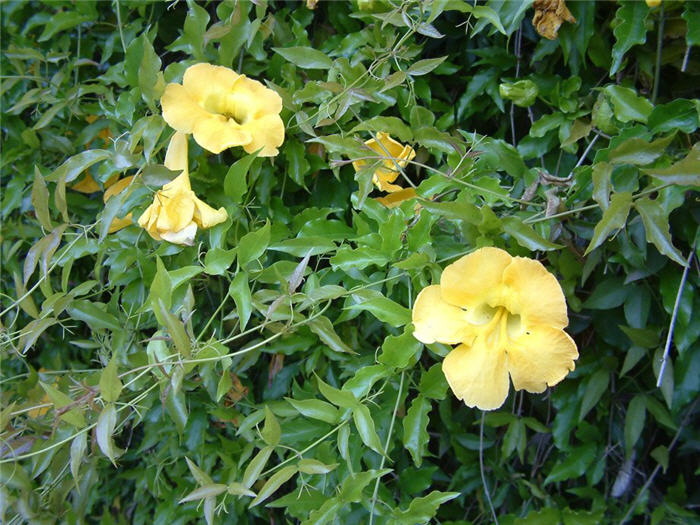 Yellow Trumpet Vine, Cat's Claw